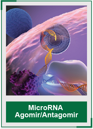 AcceGen MicroRNA Agomir/Antagomir