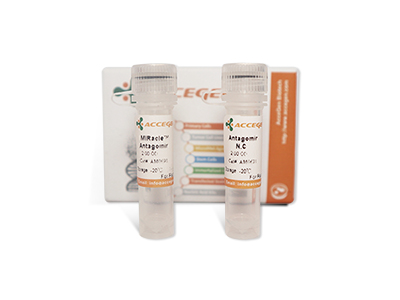 MIRacle™ MicroRNA Agomir/Antagomir