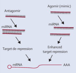 miRNA Agomir Antagomir work drawing
