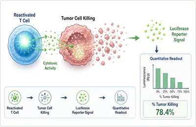 Quantitative readout diagram of reactivated t cell mediated tumor cell killing assay