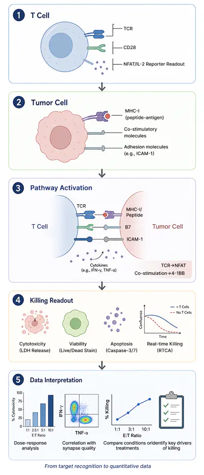 T cell and tumor cell killing workflow diagram for immunotherapy research