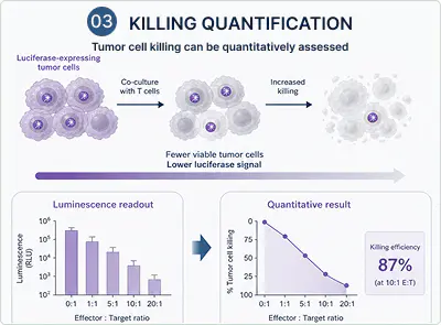 Quantitative assessment of tumor cell killing by T cell co culture diagram