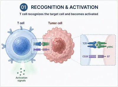 T cell and tumor cell recognition and activation biological diagram