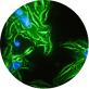 Dr. L.