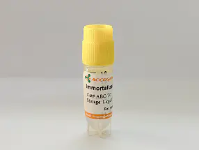 Fa2N-4 Immortalized Hepatocytes
