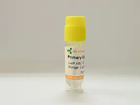 Human Mammary Epithelial Cells, Male
