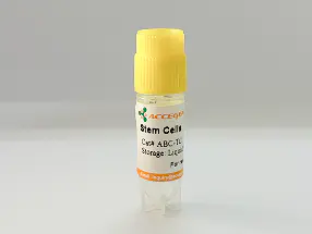 HighQC™ Human IPSC From B-Lymphocyte-Apparently Healthy Individual
