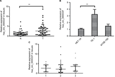  Expression of hsa_circ_0000337 in ESCC tissues and cell lines.