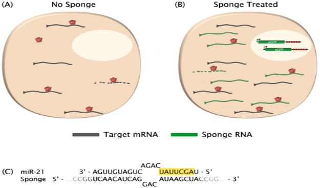microRNA sponge treatment comparison