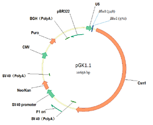 AcceGen Knockout Cell Line Data