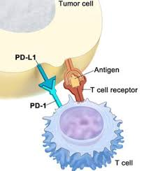 The mechanism of PD-1 targeting CAR-T therapy