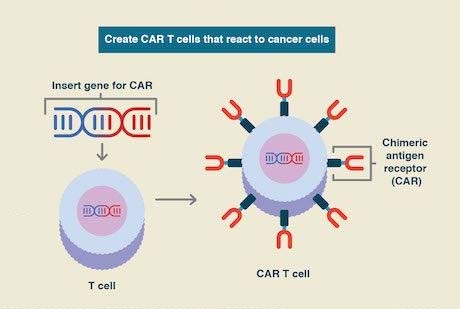 The structure of CAR-T cells