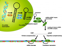 MicroRNA Help Us Understand Many Important Life Processes