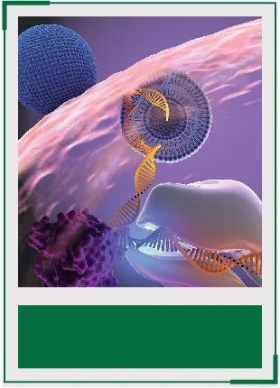 AcceGen microRNA agomir/antagomir product list