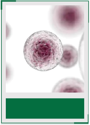 AcceGen primary cells product list