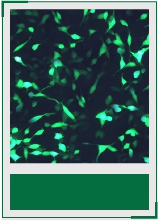 AcceGen reporter cell lines product list