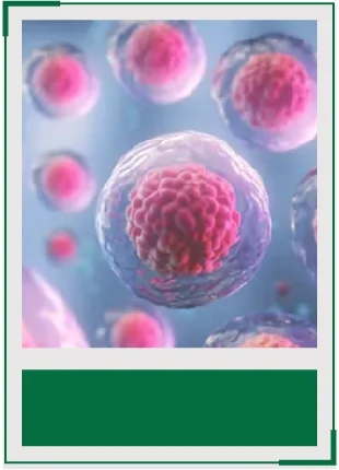 AcceGen stem cells product list
