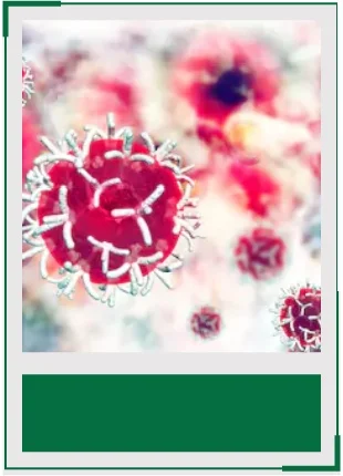 AcceGen tumor cell lines product list