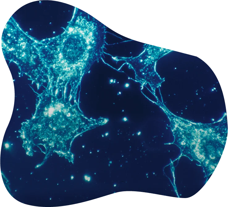 Astrocyte