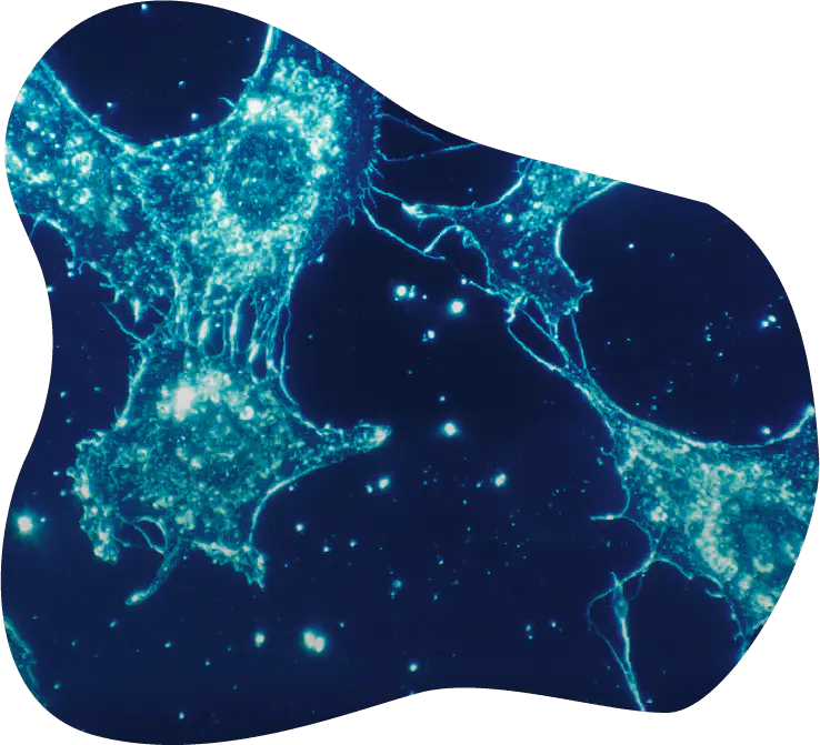 *Human Connective Tissue