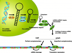 MicroRNA Help Us Understand Many Important Life Processes