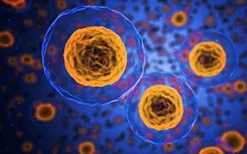Human Primary Cells