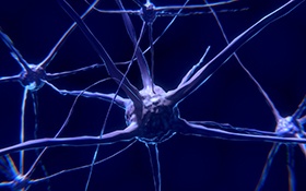 Nervous System Primary Cells