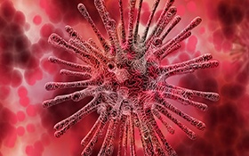AcceGen Other Animal Primary Cells