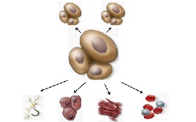 Stem Cells