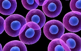 AcceGen Primary Cells