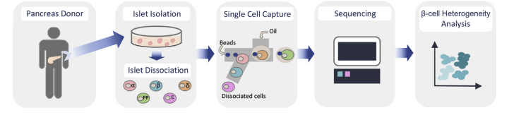 Graphical workflow for large-scale single-cell RNA sequencing of human islet cells