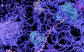 AcceGen Human MicroRNA Agomir/Antagomir