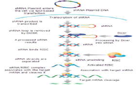 AcceGen Knockdown Stable Cell Lines