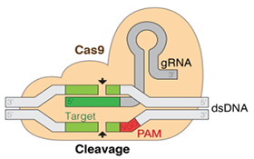 AcceGen Knockin Stable Cell Lines