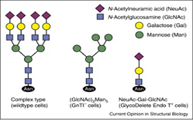 AcceGen Knockout Cell Lysate