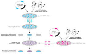 AcceGen Knockout Stable Cell Lines