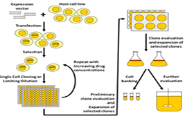 AcceGen Overexpression Stable Cell Lines