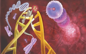 AcceGen Rat MicroRNA Agomir/Antagomir