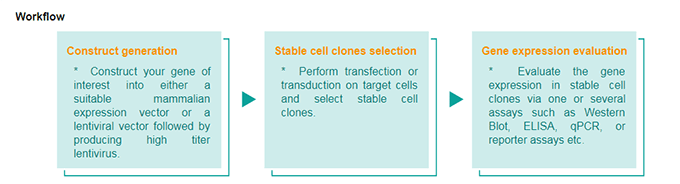 AcceGen Transfected Stable Cell Lines Workflow