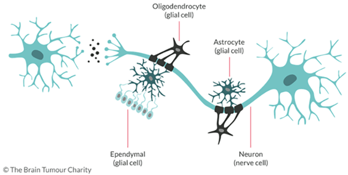 An image that describes oligodendrocyte cells
