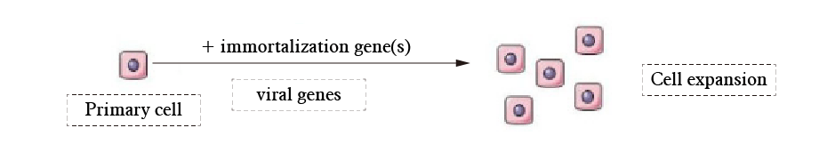 AcceGen Custom Cell Immortalization Service Workflow