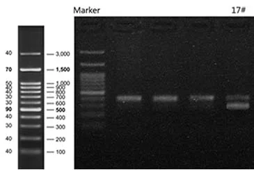AcceGen Knockout Cell Line Data 2