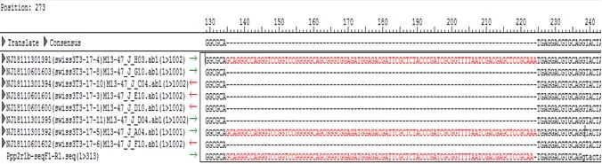 AcceGen Knockout Cell Line Data 3