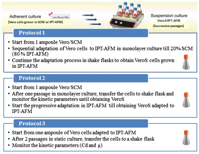 Adaptation of adherent Vero cells to suspension culture according to the three protocols