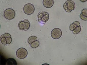 Brightfield micrograph of 10T1/2, showing adherent growth.