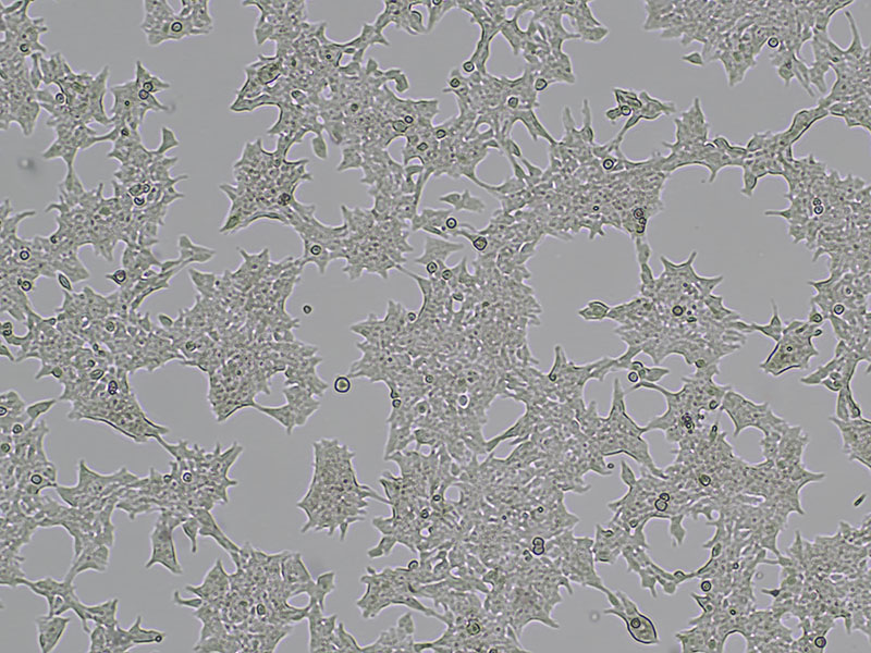 Brightfield micrograph of 293T, showing adherent growth, 4X magnification.