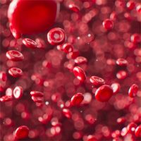 Bovine Red Blood Cells