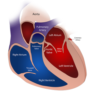 Bovine Aortic Endothelial Cells