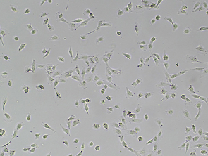 Brightfield micrograph of 786-O, adherent growth, 4X mag.