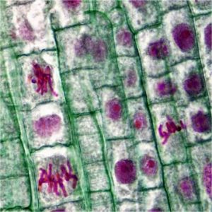 Human Epidermal Keratinocytes, Adult